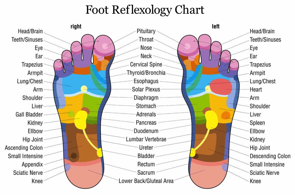 Reflexology foot chart to show areas of the foot linked to areas of the body